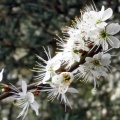 blackthorn blossom (Prunus spinosa) M Noble